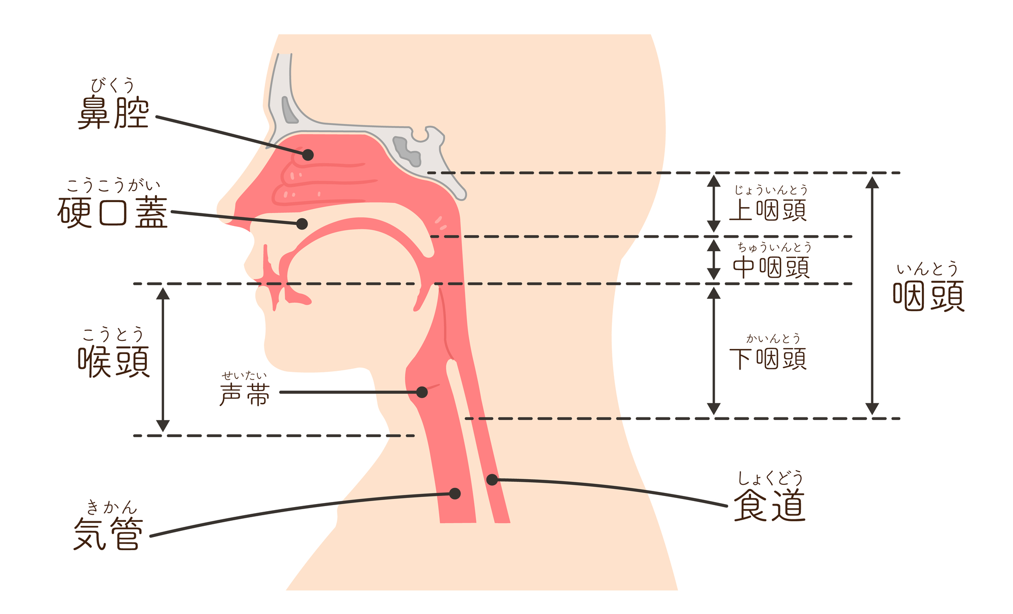 咽頭と喉頭の位置関係を示す頭頸部の断面イラスト。鼻腔、硬口蓋、上咽頭・中咽頭・下咽頭、喉頭、声帯、気管、食道が示されている。